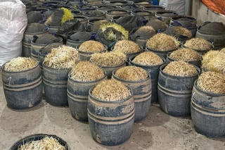 Khởi tố 2 đối tượng sản xuất giá đỗ chứa chất cấm 