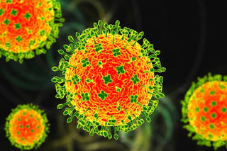 Sở Y tế Hà Nội gửi công văn khẩn yêu cầu chủ động phòng, chống bệnh do virus Nipah