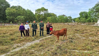 Bò giống quay vòng - mở sinh kế bền vững cho phụ nữ vùng biên giới biển Quảng Trị
