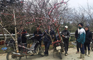 Sắc đào vùng cao rộn ràng đón Tết