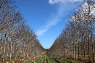 Vẻ đẹp cao su mùa thay lá ở Gia Lai