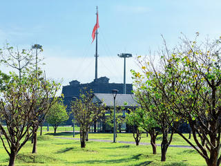 Hoàng mai Huế khoe sắc, báo hiệu xuân về trên cố đô