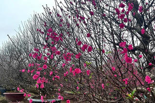 Làng đào Nhật Tân rộn ràng vào vụ Tết, kỳ vọng mùa bội thu