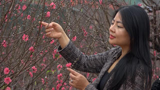 Quất vàng, đào thắm trong sắc xuân Hà Nội