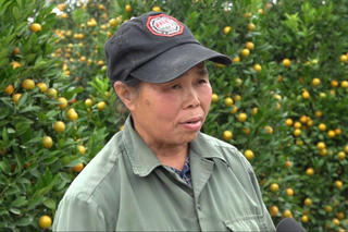 Giữ nhịp mùa Xuân giữa lòng đô thị