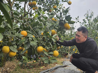  Cam “tiến vua” vào vụ đón Tết: Giữ từng quả như giữ vàng