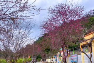 Hoa xuân trên núi đá