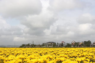 Thủ phủ hoa Quảng Trị vào vụ Tết: Sắc Xuân rộn ràng, nỗi lo thời tiết đan xen