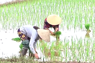 Bắc Ninh tăng cường chỉ đạo sản xuất vụ Xuân 2026