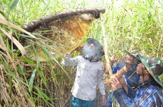 Hương mật, vị đất rừng U Minh Hạ  