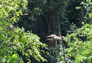 “Mái nhà” chung của những loài linh trưởng