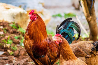 Vì sao người Việt thường chọn gà trống khi thắp hương hay cúng giao thừa?