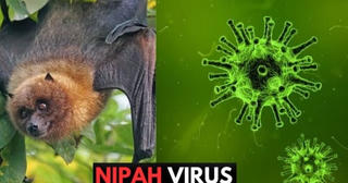 Bộ Y tế hướng dẫn giám sát và phòng bệnh do virus Nipah