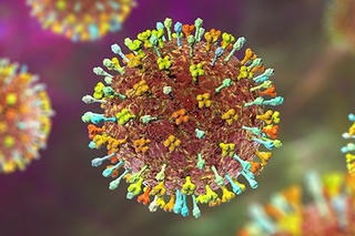 Bộ Y tế ban hành hướng dẫn tạm thời giám sát và phòng, chống bệnh do virus Nipah ở người