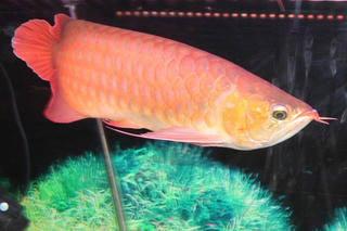 Yêu cầu làm rõ nguyên nhân vụ 13 người nhập viện sau khi ăn trứng cá rồng tại Thanh Hóa