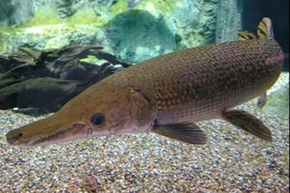 Thông tin mới vụ 10 người ngộ độc do ăn trứng cá cảnh ở Thanh Hóa