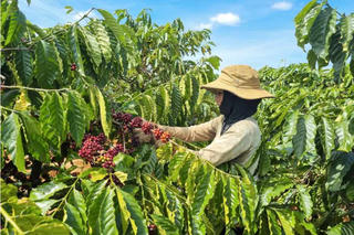 Gia Lai dự kiến tổ chức chuỗi sự kiện Cà phê Show vào tháng 11/2026