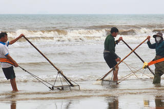 Ngư dân Hà Tĩnh hối hả cào “lộc biển” đầu Xuân
