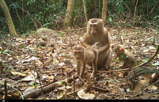 Thánh địa Mỹ Sơn ghi nhận 27 loài động vật hoang dã qua bẫy ảnh, có loài nguy cấp
