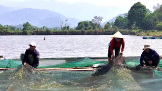 Người dân vùng cao TP Huế phát triển kinh tế nhờ nuôi cá lồng trên sông A Sáp