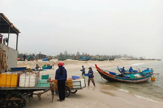 Một xã biển ở Quảng Trị liên tục trúng đậm mực, cá đầu năm, sản lượng hàng chục tấn