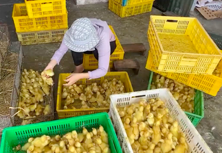 Bắc Ninh tăng cường ngăn chặn buôn bán giống vật nuôi nhập lậu, không rõ nguồn gốc