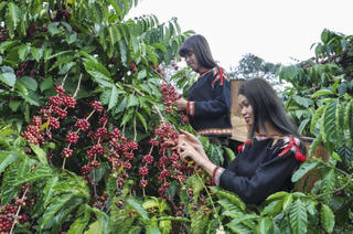 Cải thiện sinh kế bền vững cho đồng bào dân tộc thiểu số từ dự án thích ứng xanh 