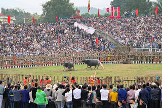 Lễ hội chọi trâu Hải Lựu: Cuộc so tài "nghẹt thở"