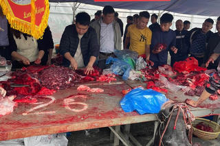 Bi kịch số phận con trâu tại lễ chọi trâu