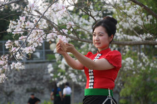 Ngắm hoa ban nở trắng rừng ở Điện Biên