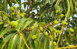 Bắc Ninh tăng cường chăm sóc vải thiều, hướng tới nâng cao chất lượng phục vụ xuất khẩu