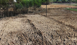 Bắc Ninh: Chi gần 300 tỷ khắc phục thiệt hại sản xuất nông nghiệp do thiên tai