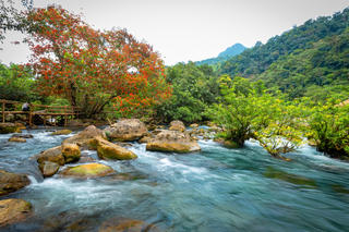 Hoa Vàng Anh khoe sắc giữa lòng Di sản Phong Nha – Kẻ Bàng