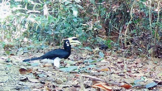 Phát hiện thêm rái cá và chim hồng hoàng quý hiếm tại Vườn quốc gia Chư Mom Ray