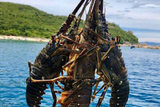 Tôm hùm tăng giá, tạo lực kéo cho xuất khẩu thủy sản đầu năm 2026