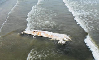 Xác cá voi nặng 5 tấn dạt vào bờ biển Nghệ An