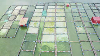 Vụ ô nhiễm hồ Séo Mý Tỷ: Xã Tả Van chốt thời hạn di dời toàn bộ lồng bè trước 15/4/2026