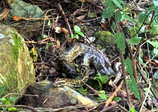 Thả nhiều cá thể rùa, trăn đất, cầy hương quý hiếm về rừng tự nhiên Di sản Phong Nha