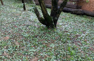 Mưa đá gây thiệt hại nhiều diện tích cây trồng tại Sơn La