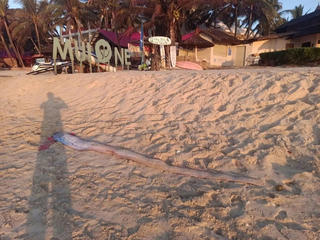 Cá mái chèo, rùa biển trôi dạt vào biển Hàm Tiến, Tân Hải