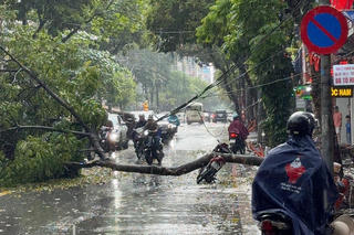 Cây xanh bật gốc trong mưa, đè trúng người đi xe máy ở Hà Nội