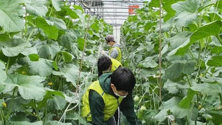 Lao động thời vụ người Việt làm việc tại Hàn Quốc phải mua bảo hiểm trong vòng 15 ngày từ khi nhập cảnh