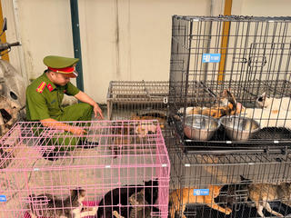 Hà Nội: Triệt phá, bắt giữ nhóm đối tượng chuyên trộm cắp mèo với quy mô lớn 