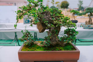 Phú Thọ: Dư âm đọng lại sau triển lãm sinh vật cảnh Hoàng Xá - Tu Vũ lần thứ I