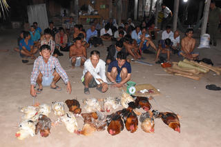 Đồng Tháp: Triệt xóa tụ điểm đá gà, xử lý 35 đối tượng liên quan