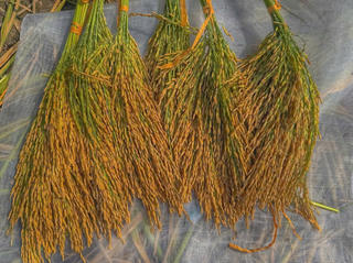 Đề án 1 triệu ha lúa: Đột phá năng suất từ giống CT68 và “tấm khiên” công nghệ số 