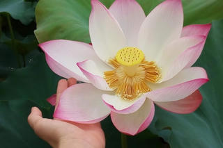 Nuôi dưỡng thói quen lành