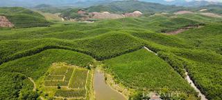 Quảng Trị dành hơn 37,6 tỷ đồng để thực hiện trồng rừng thay thế năm 2026