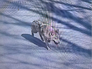 Hàn Quốc huy động lực lượng truy bắt sói sổng chuồng
