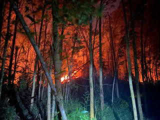 Nghệ An: Triển khai đồng bộ các biện pháp phòng cháy, chữa cháy rừng